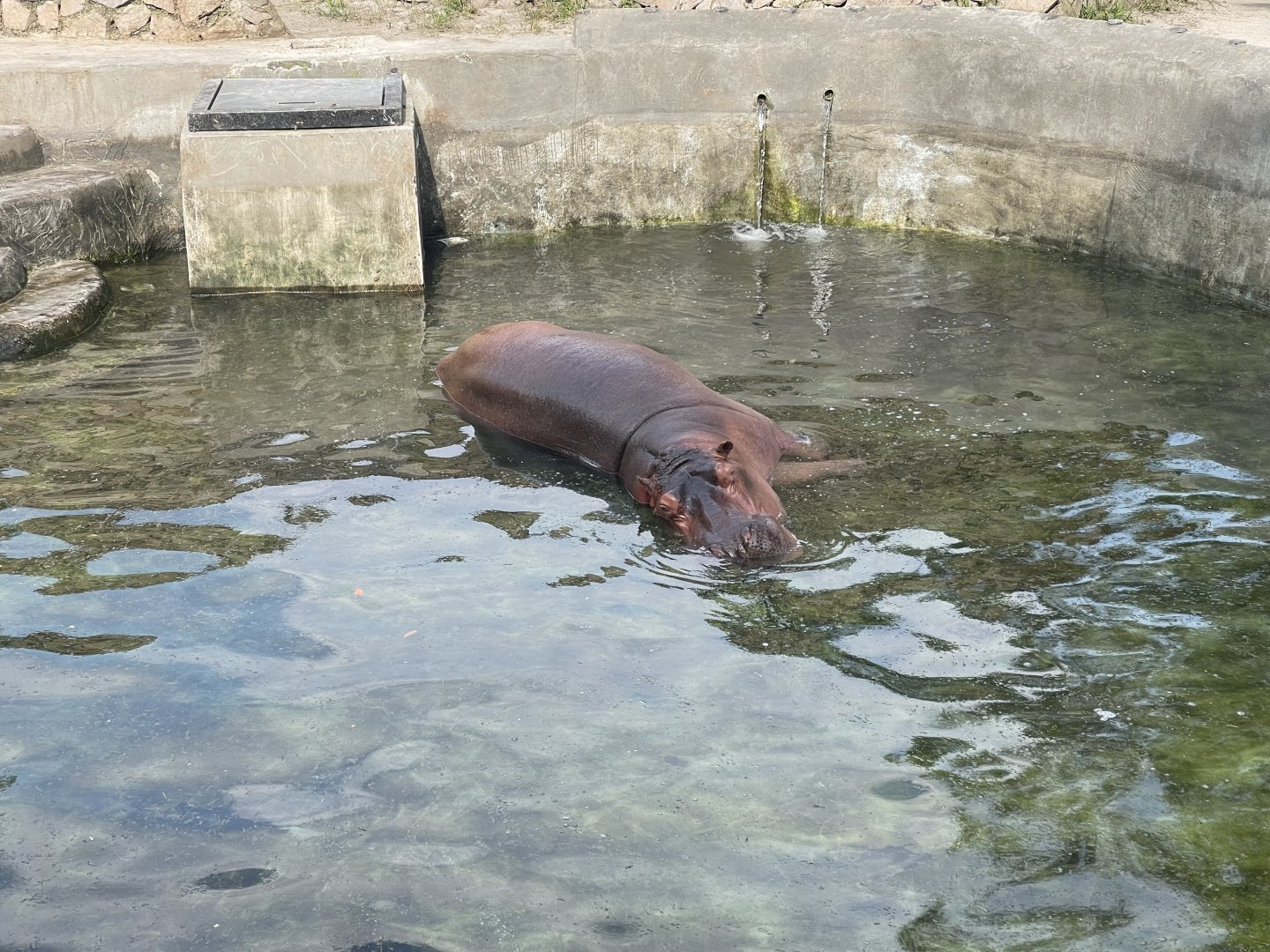 nile hippopotamus (hippopotamus amphibius)
