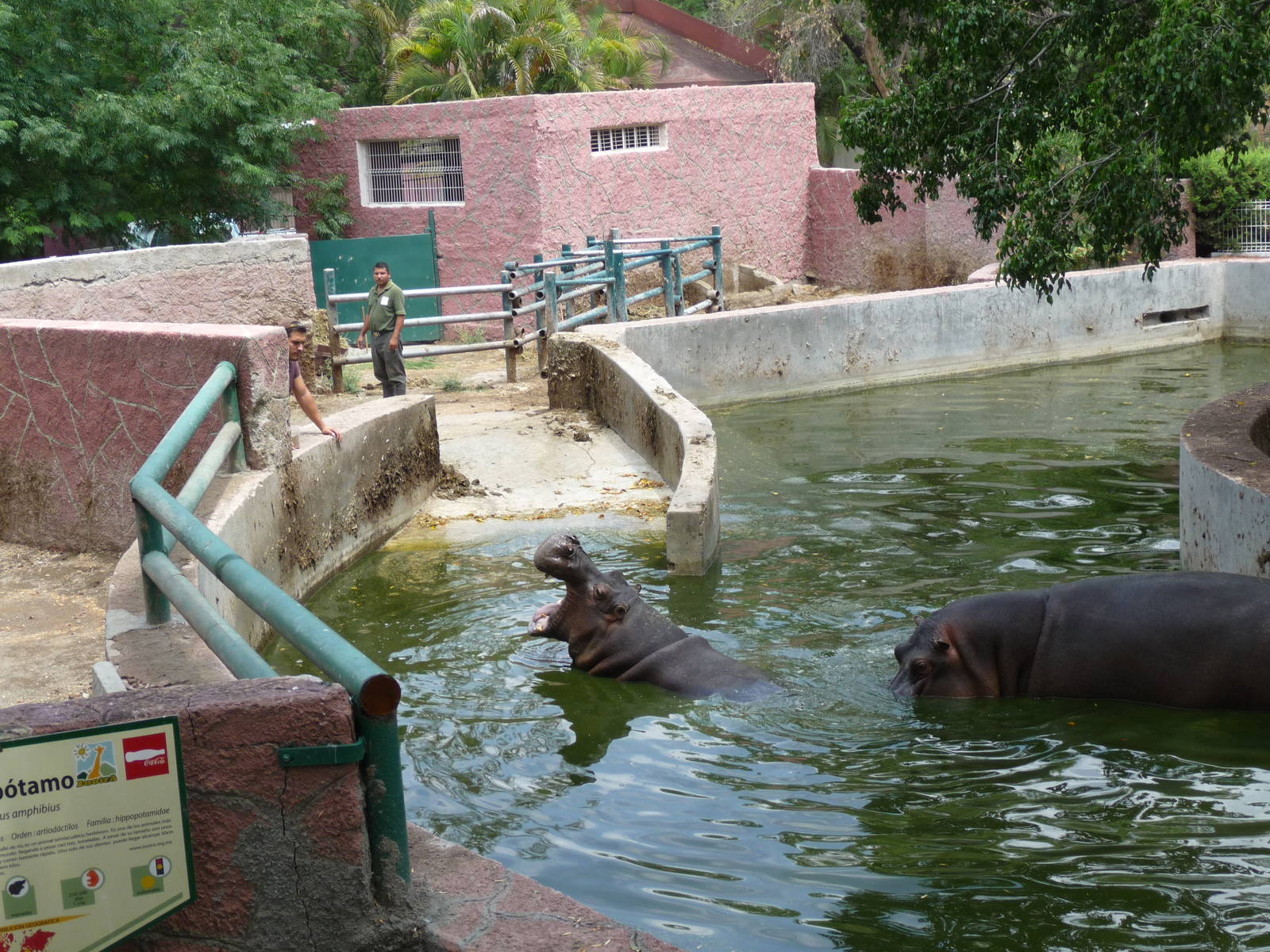 nile hippopotamus zoologico de irapuato