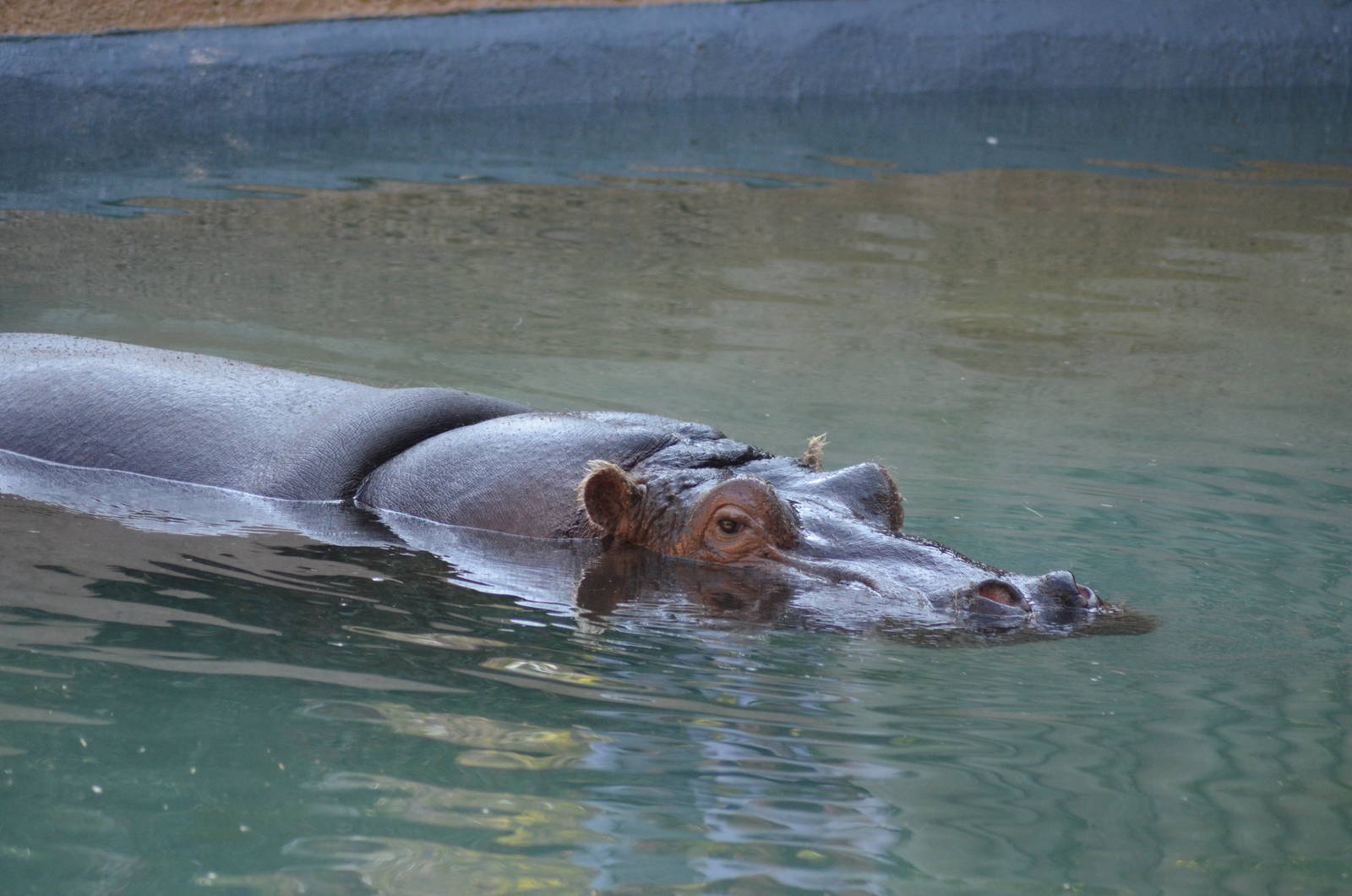 Nile hippopotamus