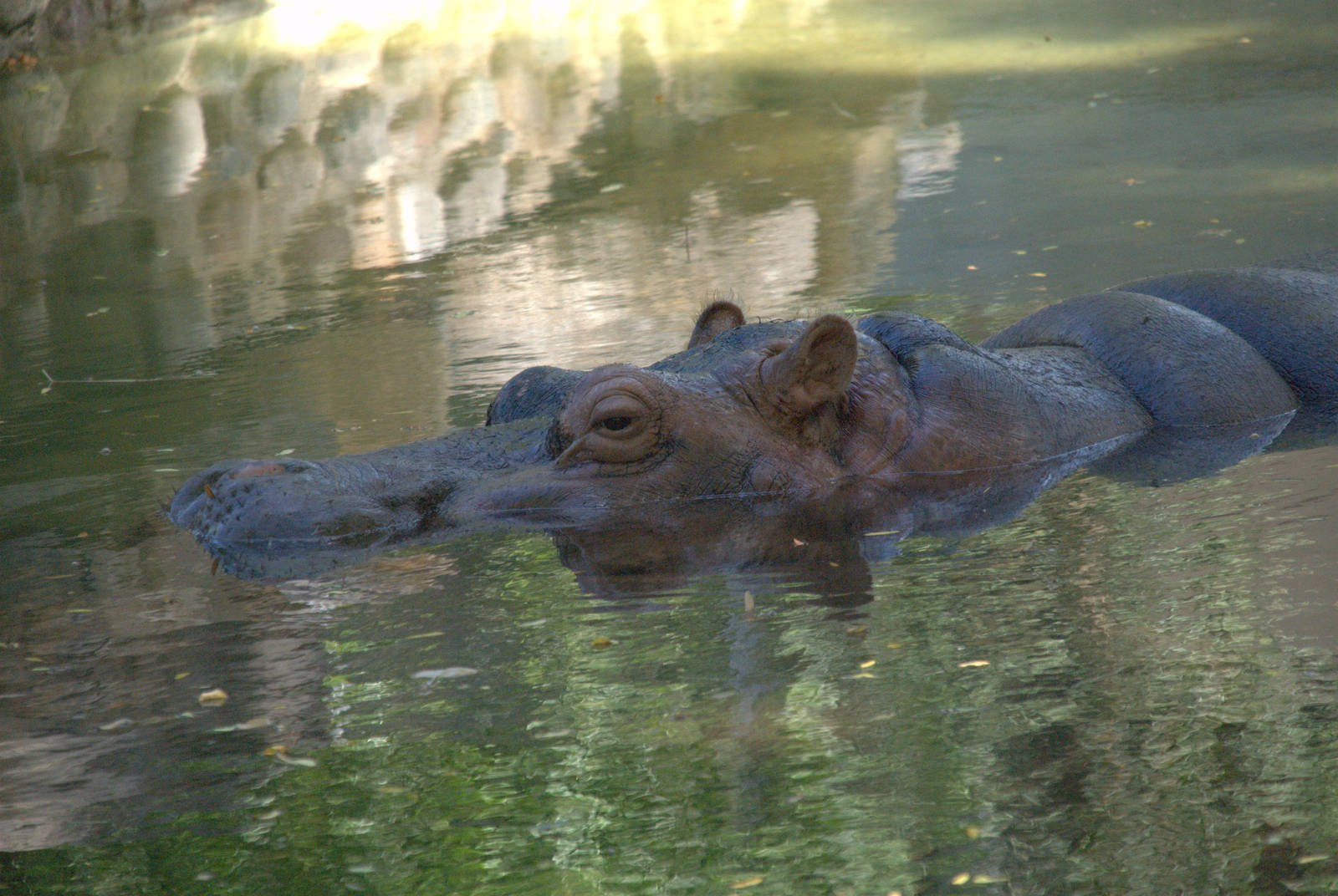 Nile Hippopotamus