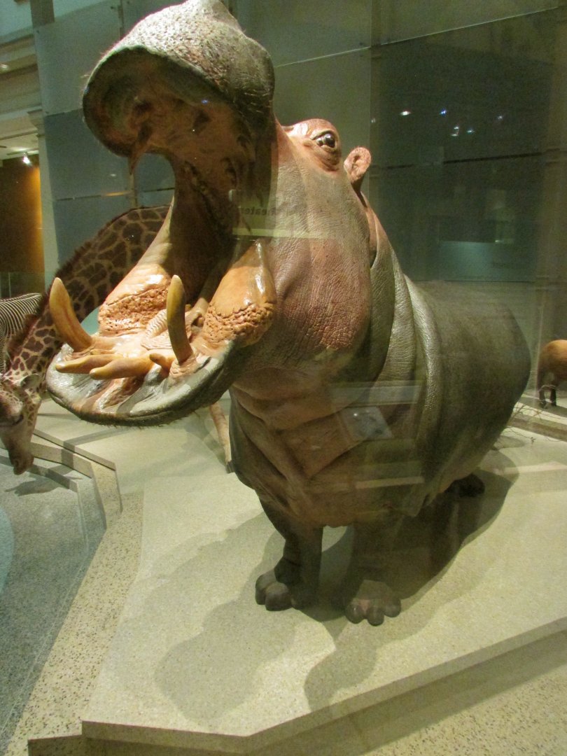 Nile Hippopotamus