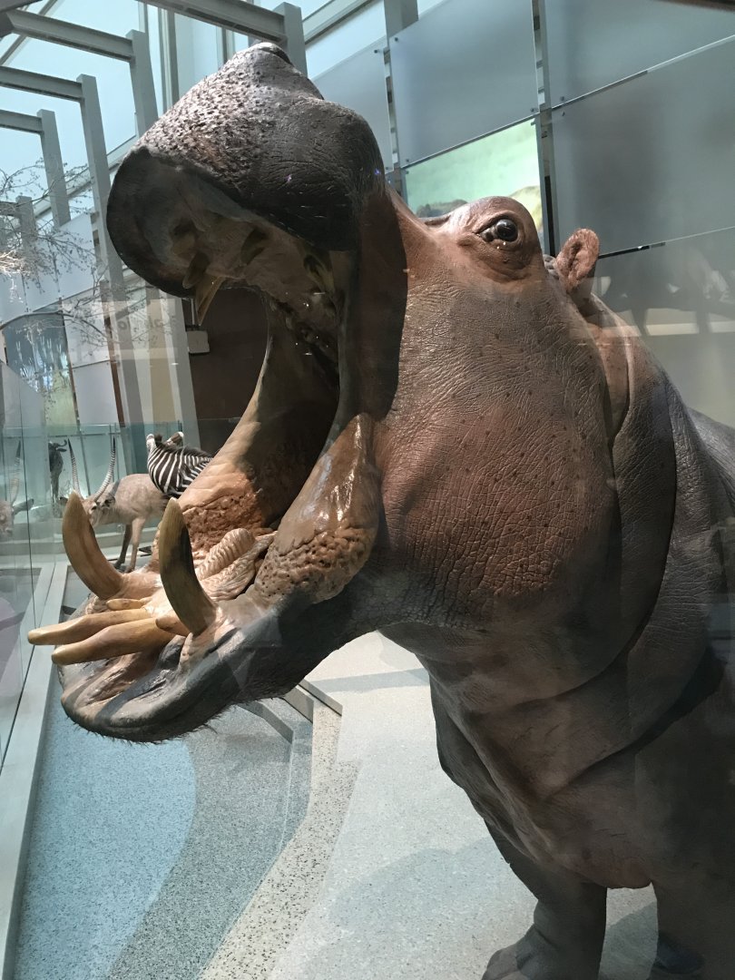 Nile Hippopotamus