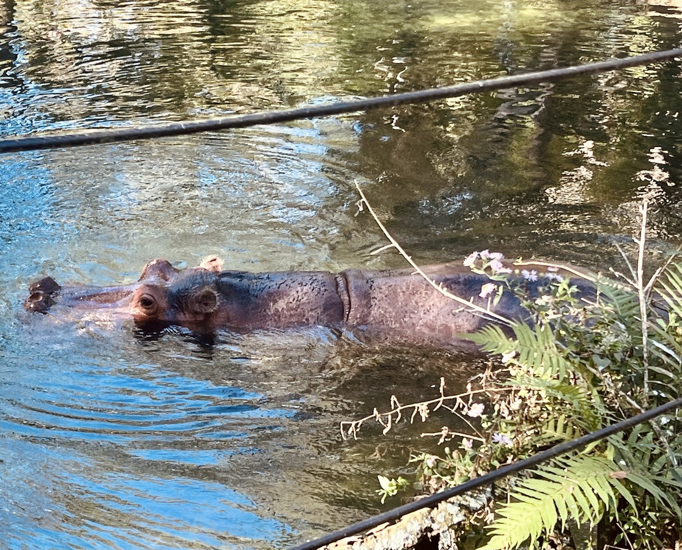 Nile Hippopotamus