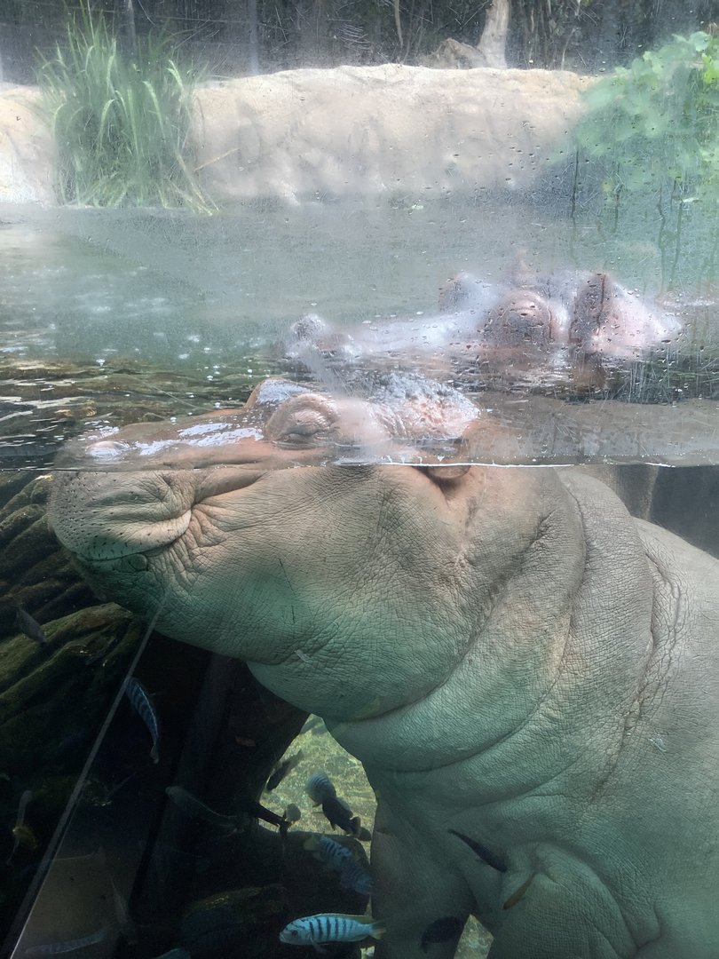 Nile Hippos 10/7/21