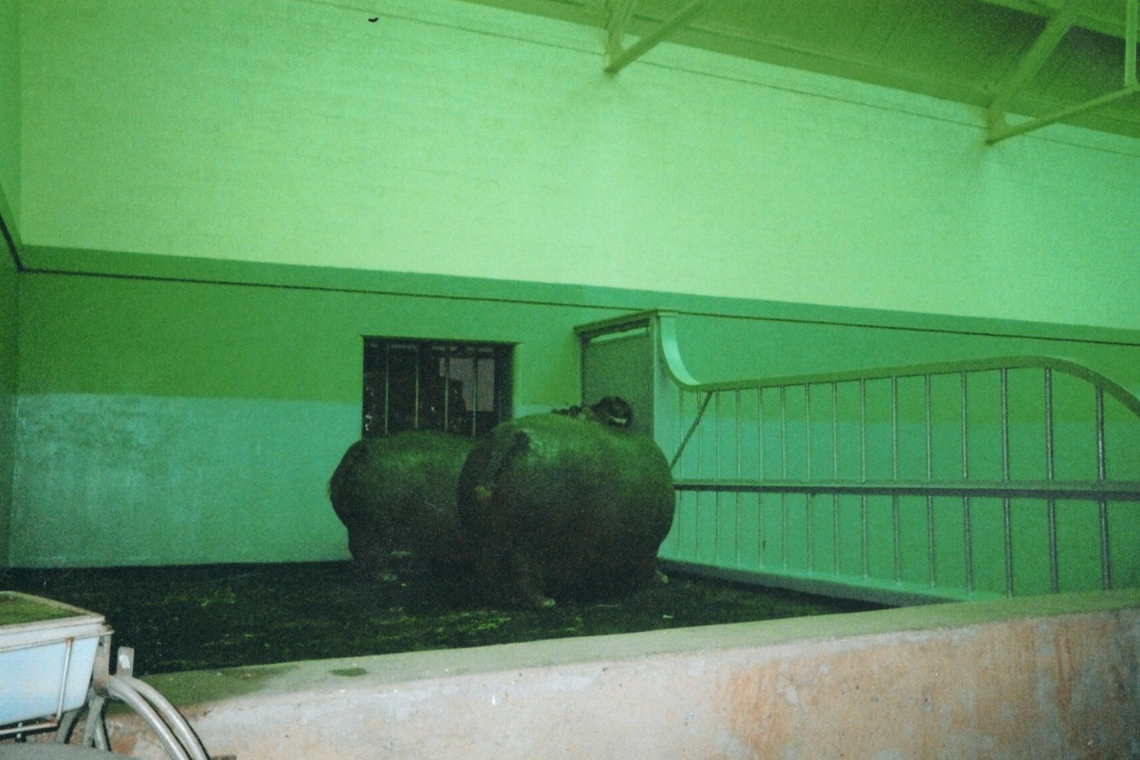 Nile Hippos Cindy & Unna Indoors