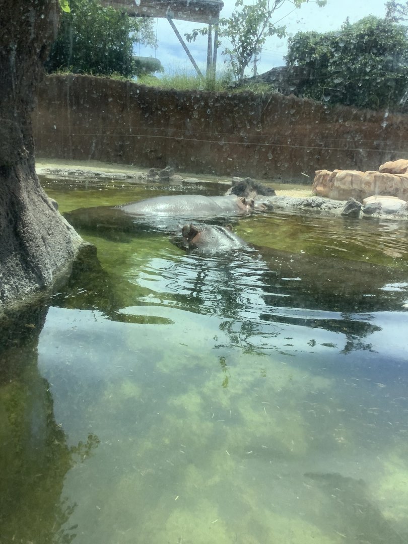 Nile Hippos Louise and Mara 3/25/23