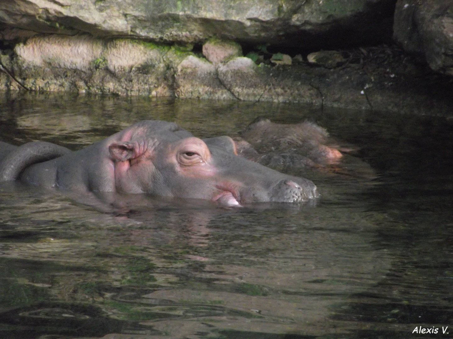 Nile Hippos - Zooparc de Beauval - 12/01/2025