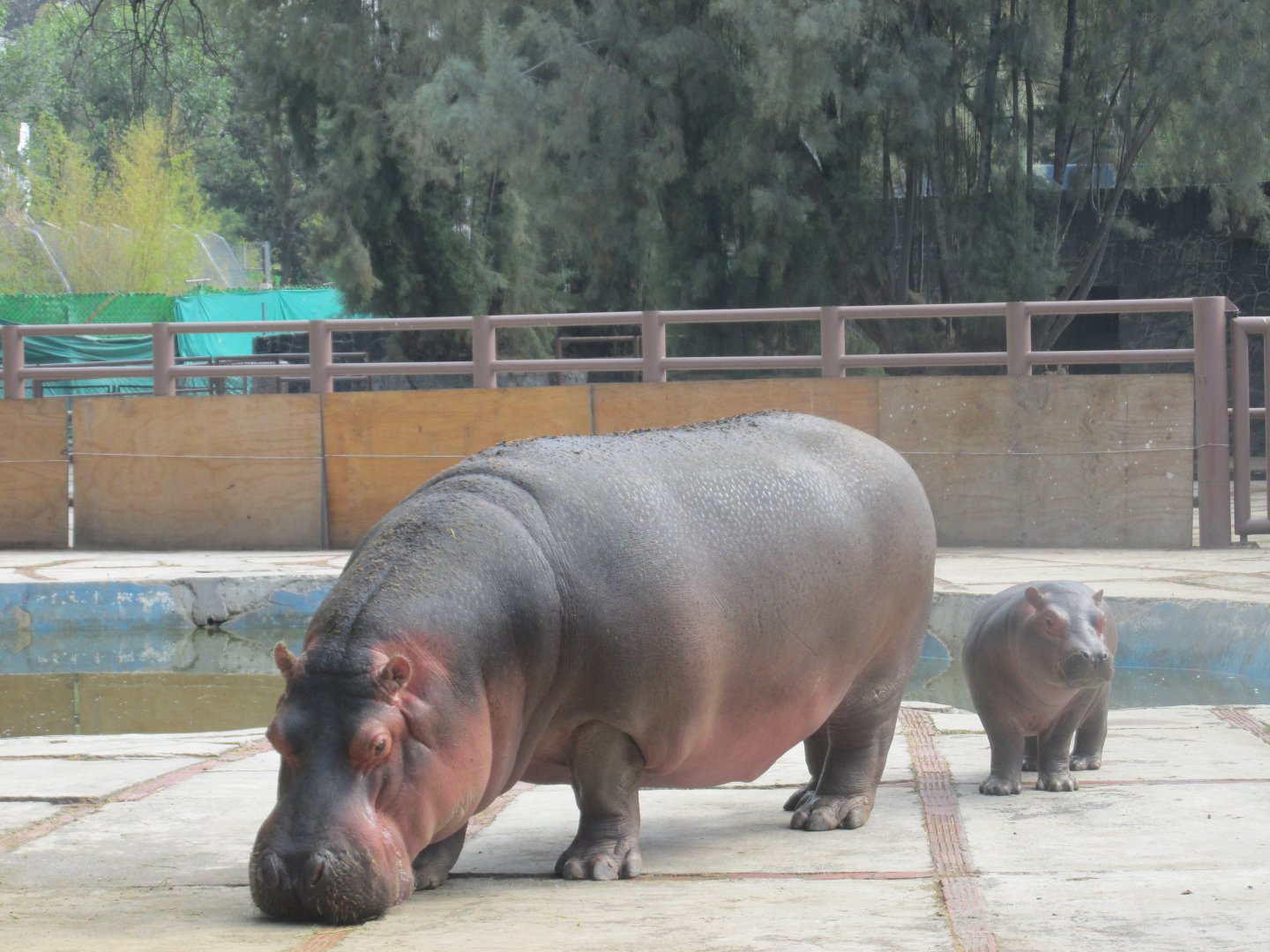 nile hippos
