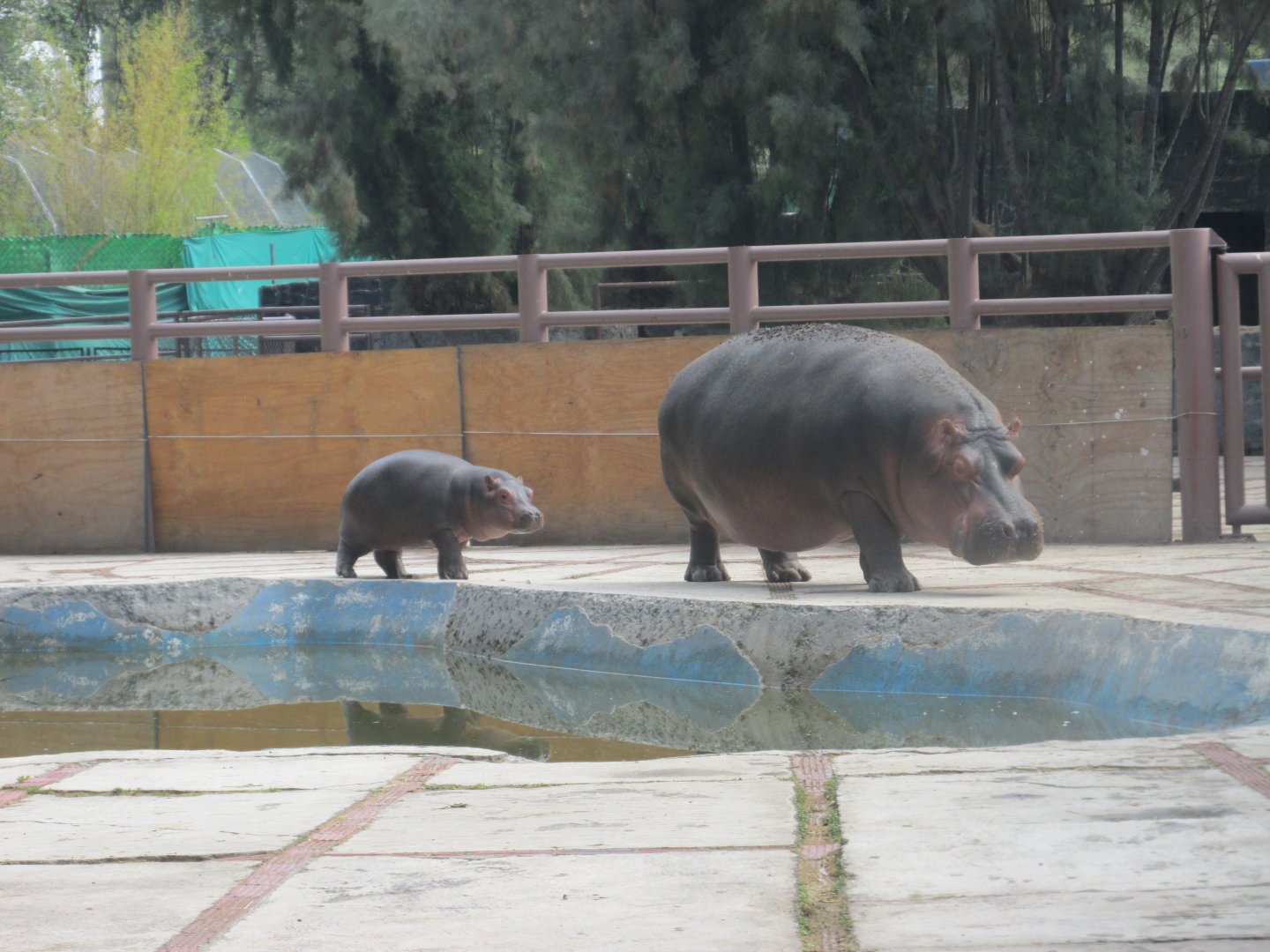 nile hippos