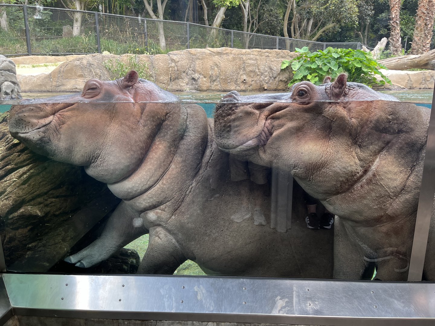 Nile Hippos