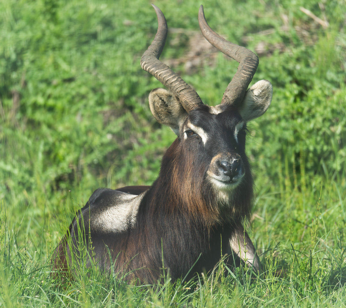 Nile lechwe, Africa Alive, UK
