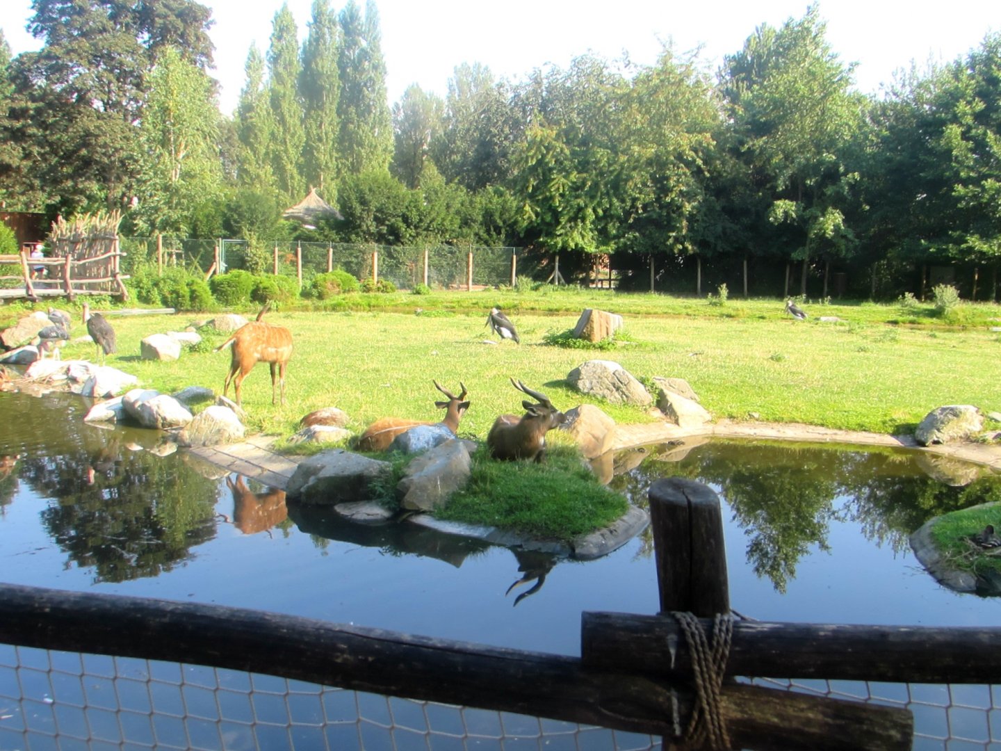 Nile Lechwe and Marabou Storks enclosure - July/2017