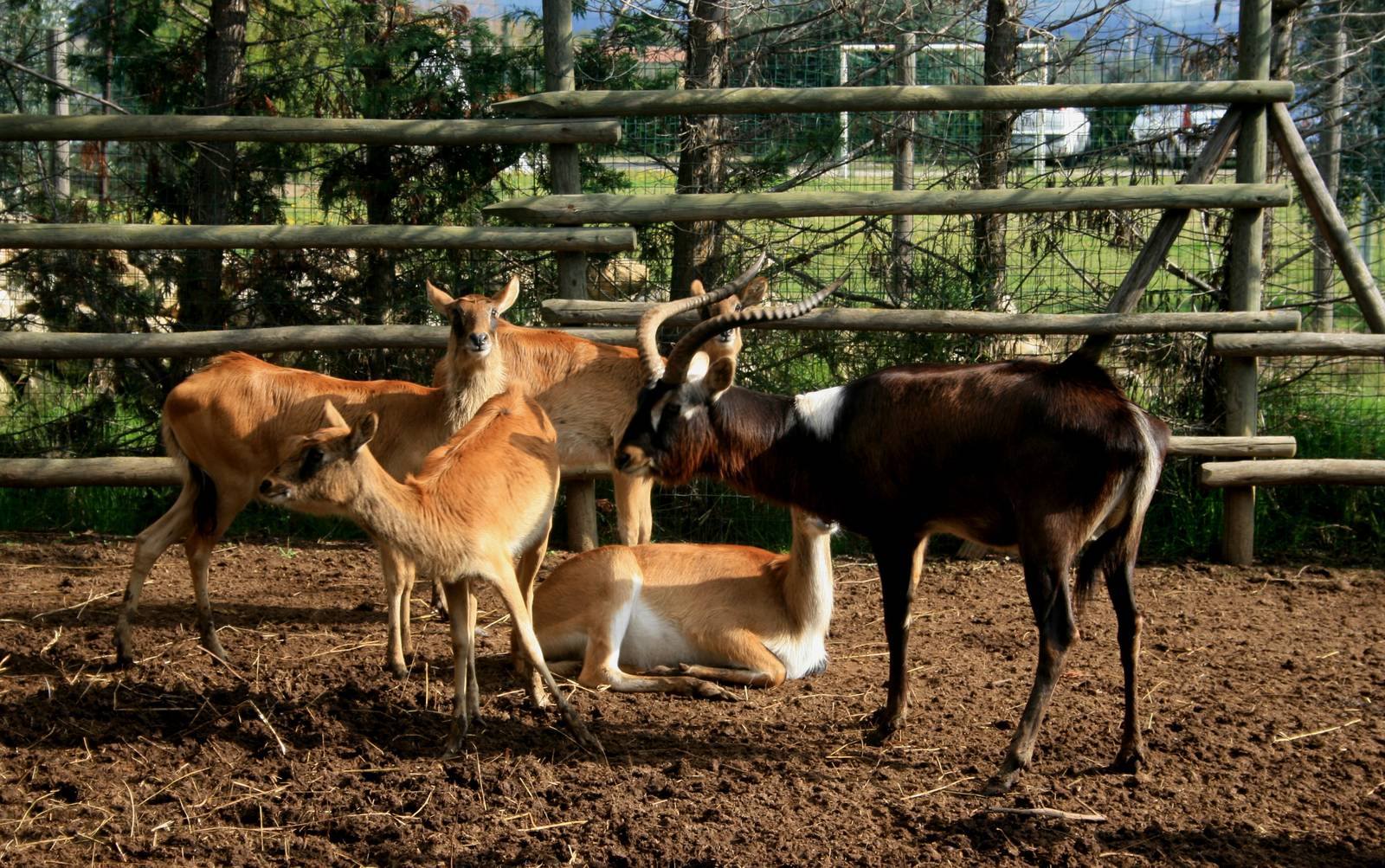 Nile Lechwe and one female Kafue Lechwe