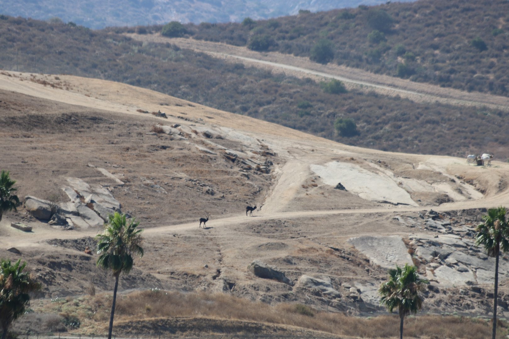 Nile Lechwe and Scimitar-horned Oryx in the Distant