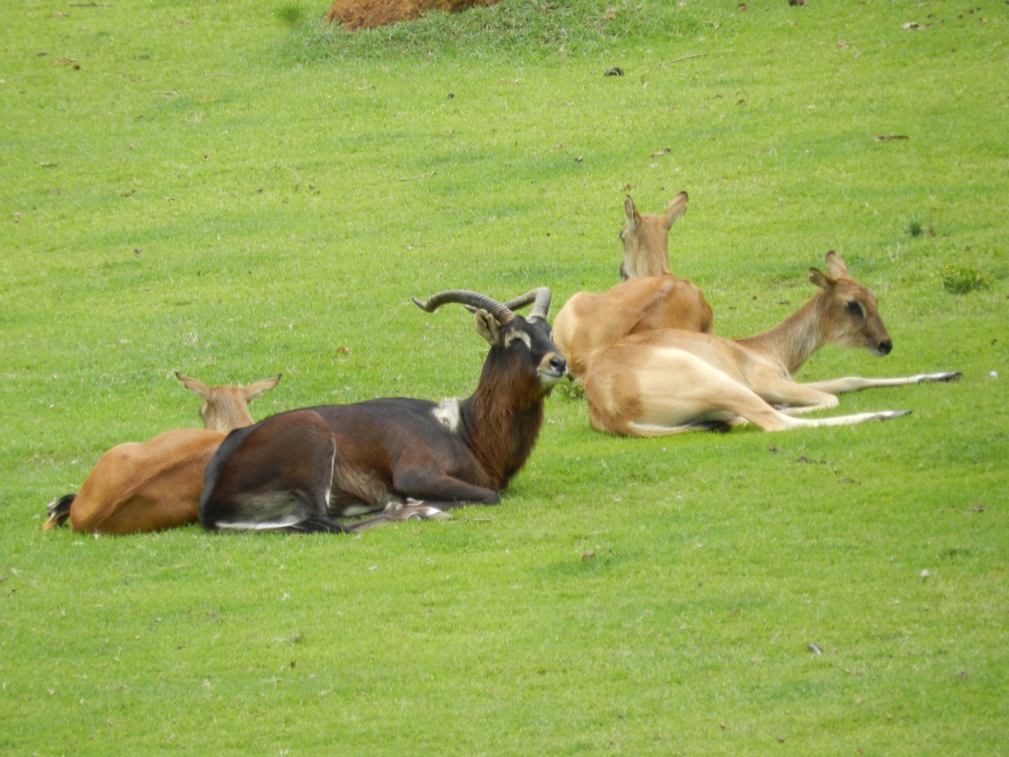 Nile Lechwe - Animalia Park