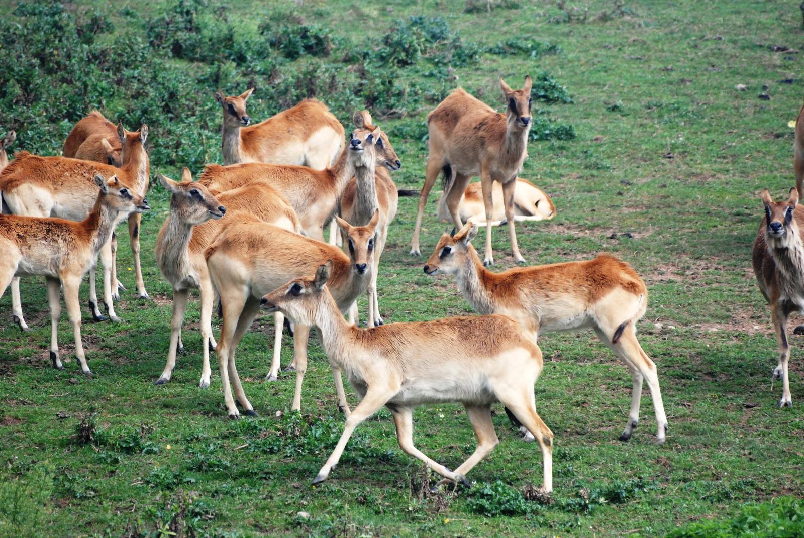 Nile Lechwe at Dvur Kralove, 27/08/12