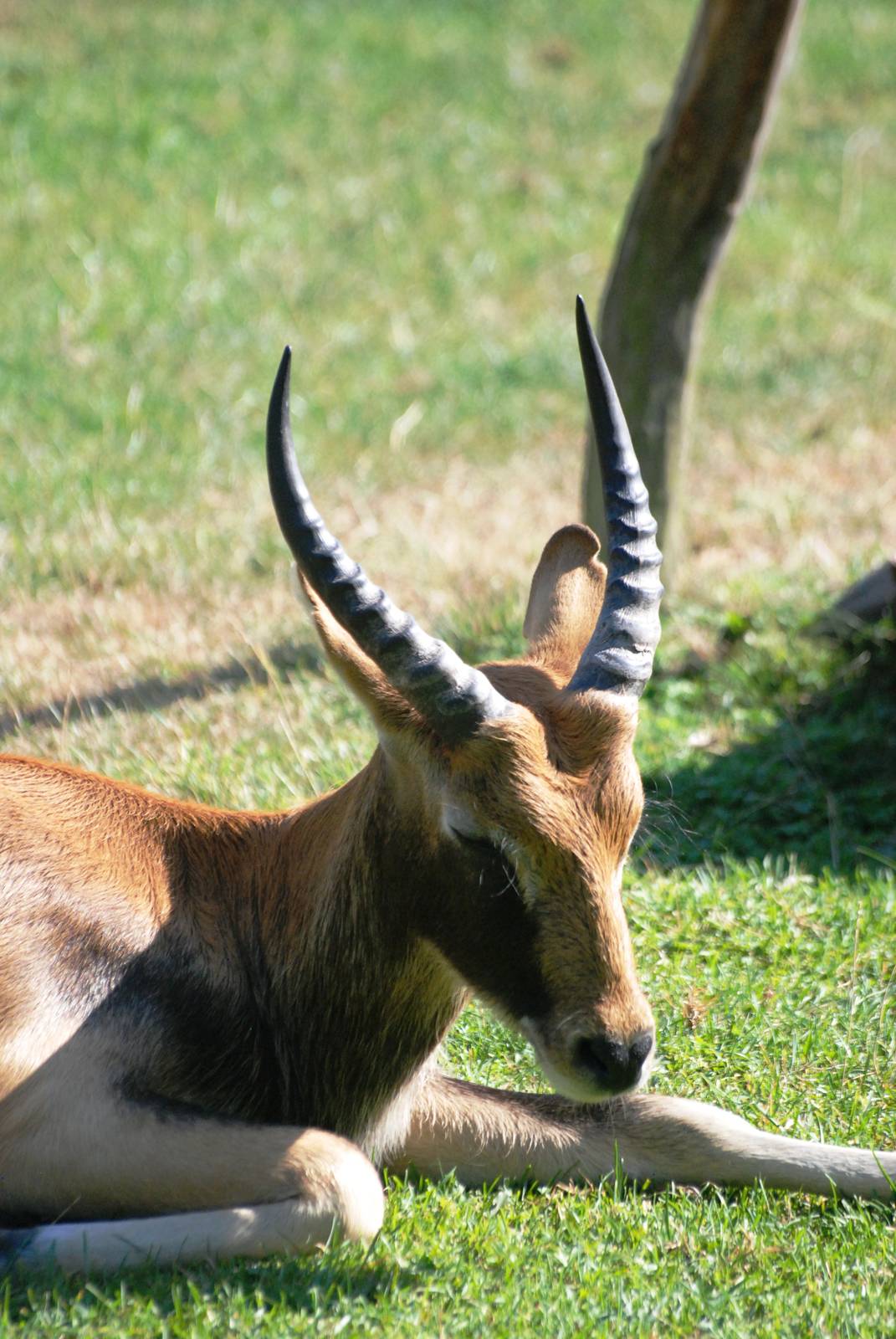 Nile Lechwe at Prague, 25/08/12