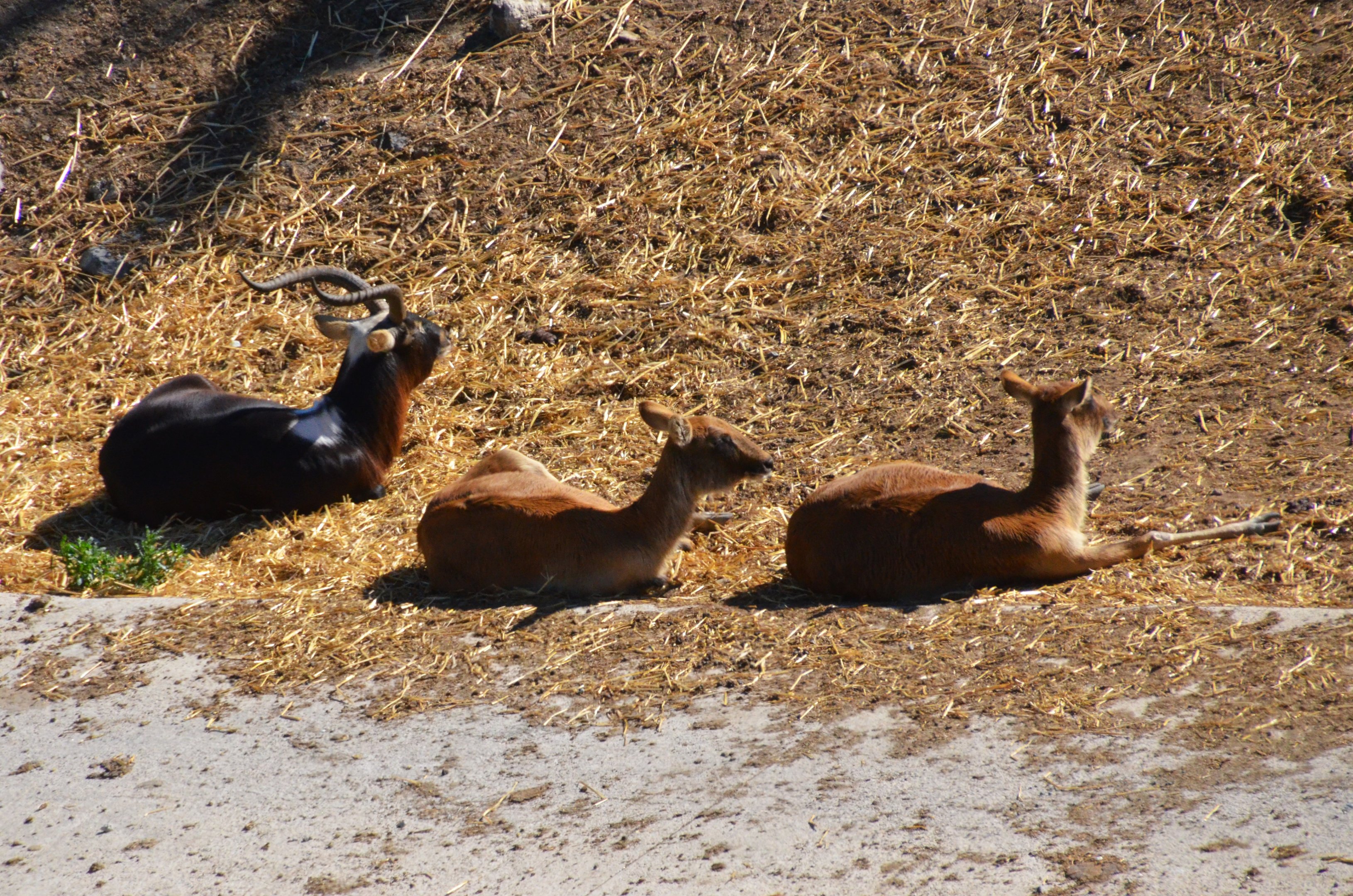 Nile Lechwe at Selwo Aventura, 13/03/19