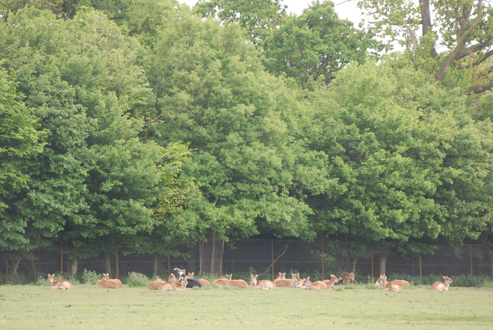 Nile Lechwe at Whipsnade 08/05/11