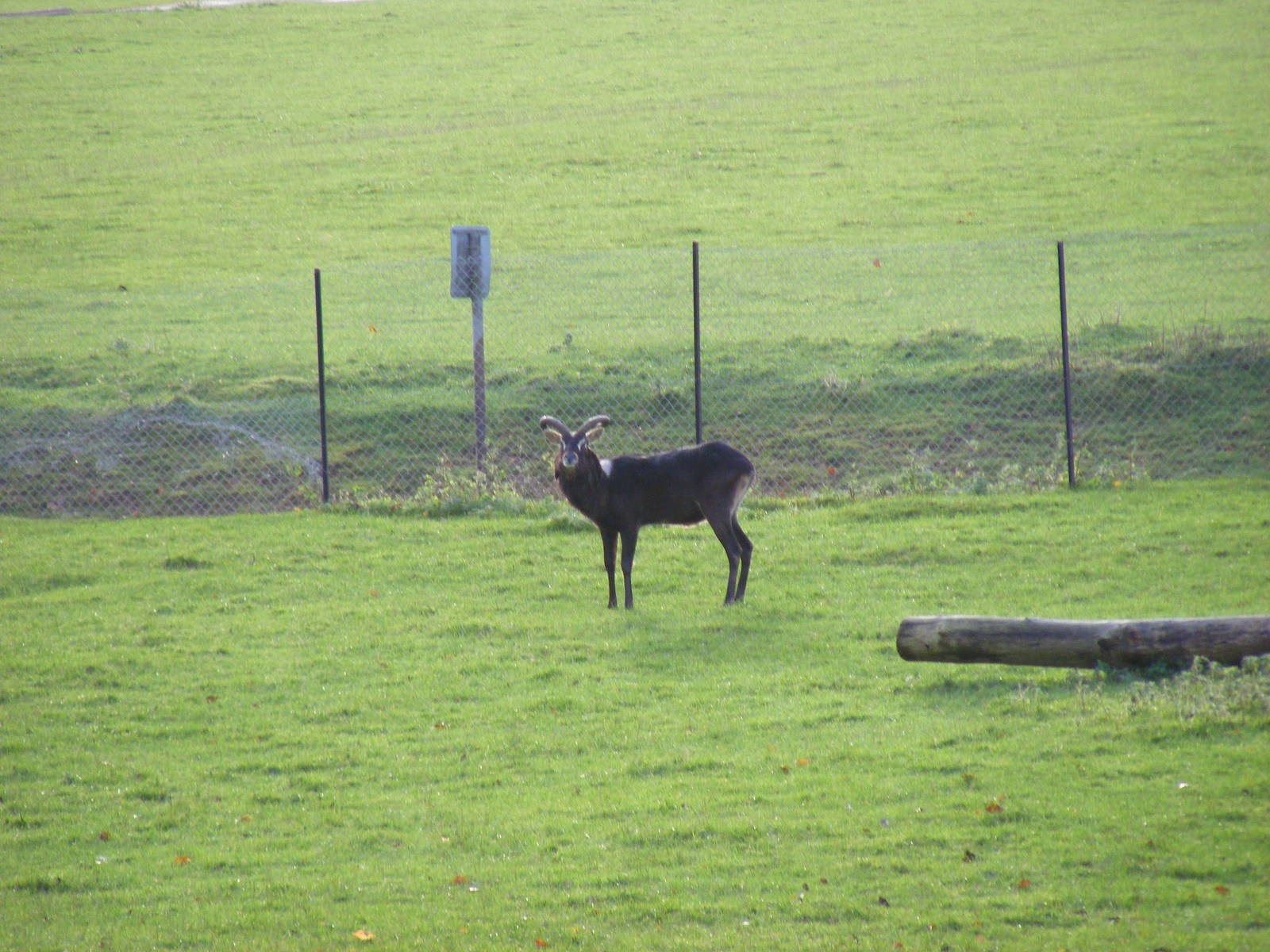 Nile lechwe at Whipsnade Zoo, 11 November 2010