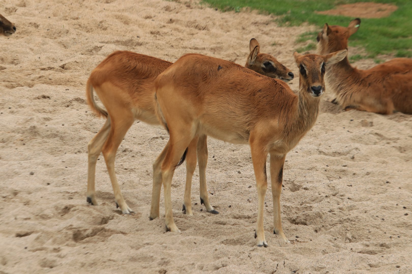 Nile lechwe (August 2019)