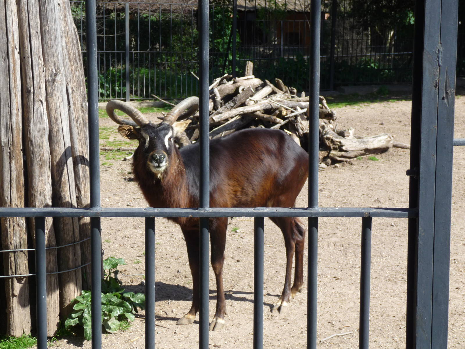 nile lechwe bioparco