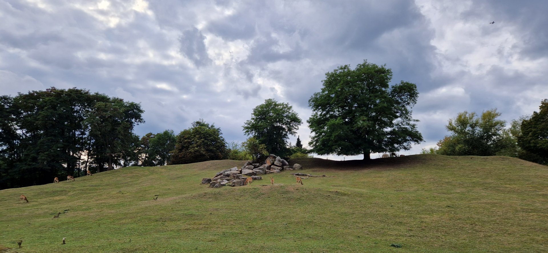 Nile Lechwe/Blesbok exhibit