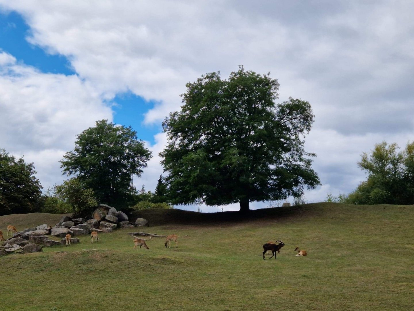 Nile Lechwe/Blesbok hills