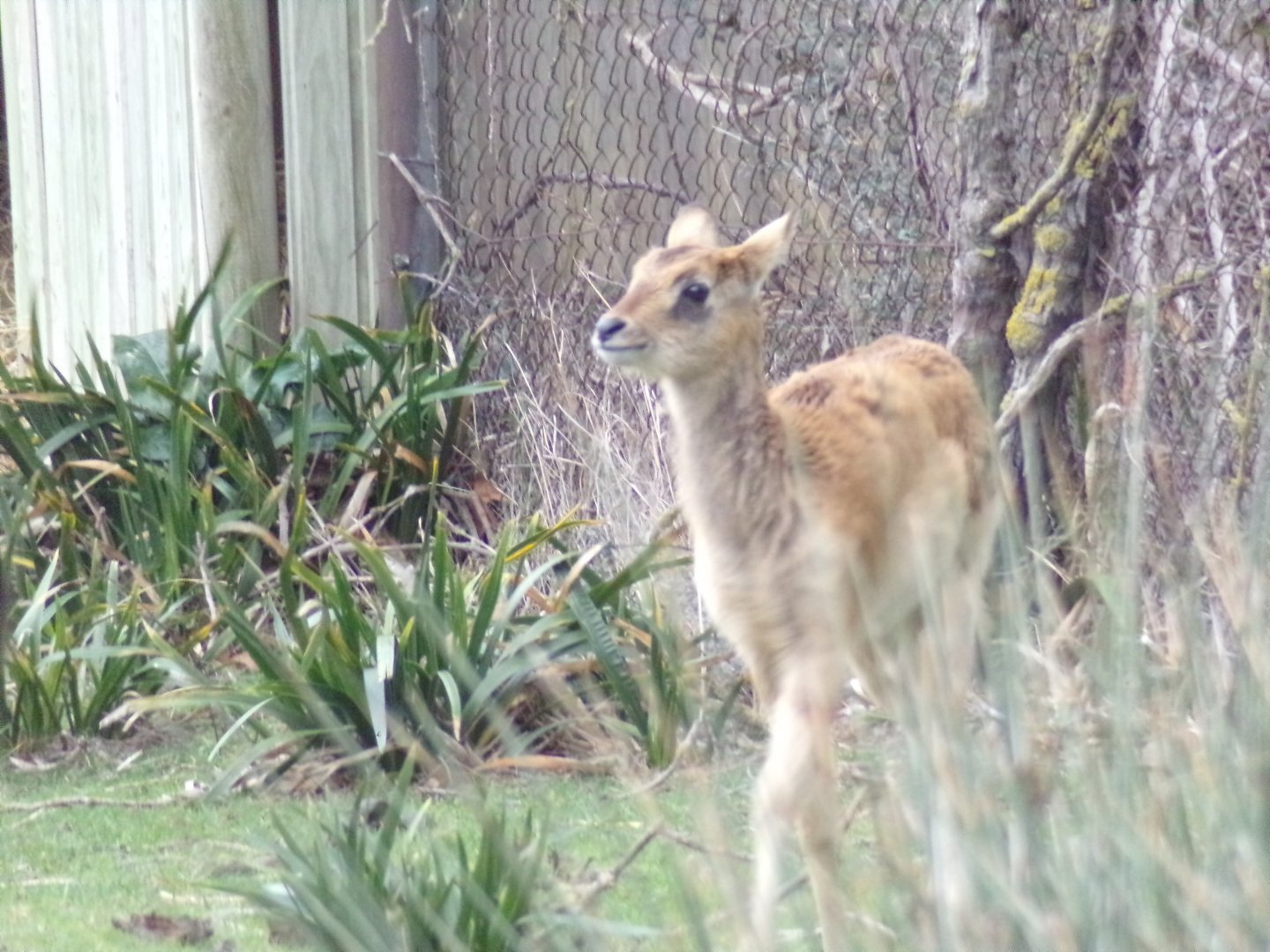 Nile Lechwe Calf - Réserve Africaine de Sigean (2024)
