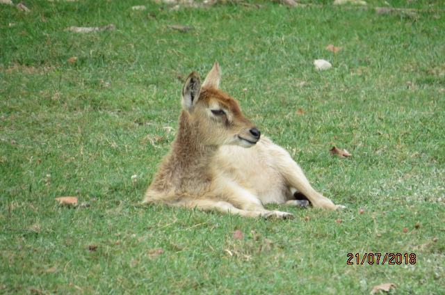 Nile Lechwe Calf