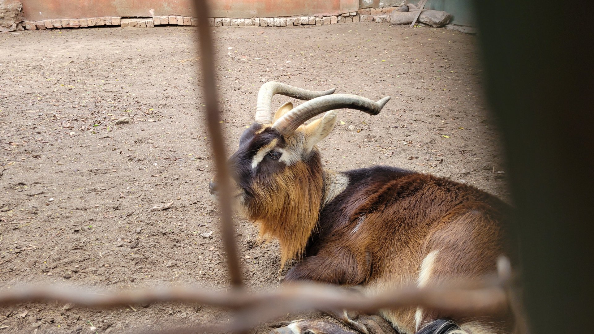 Nile Lechwe - Dec 2023