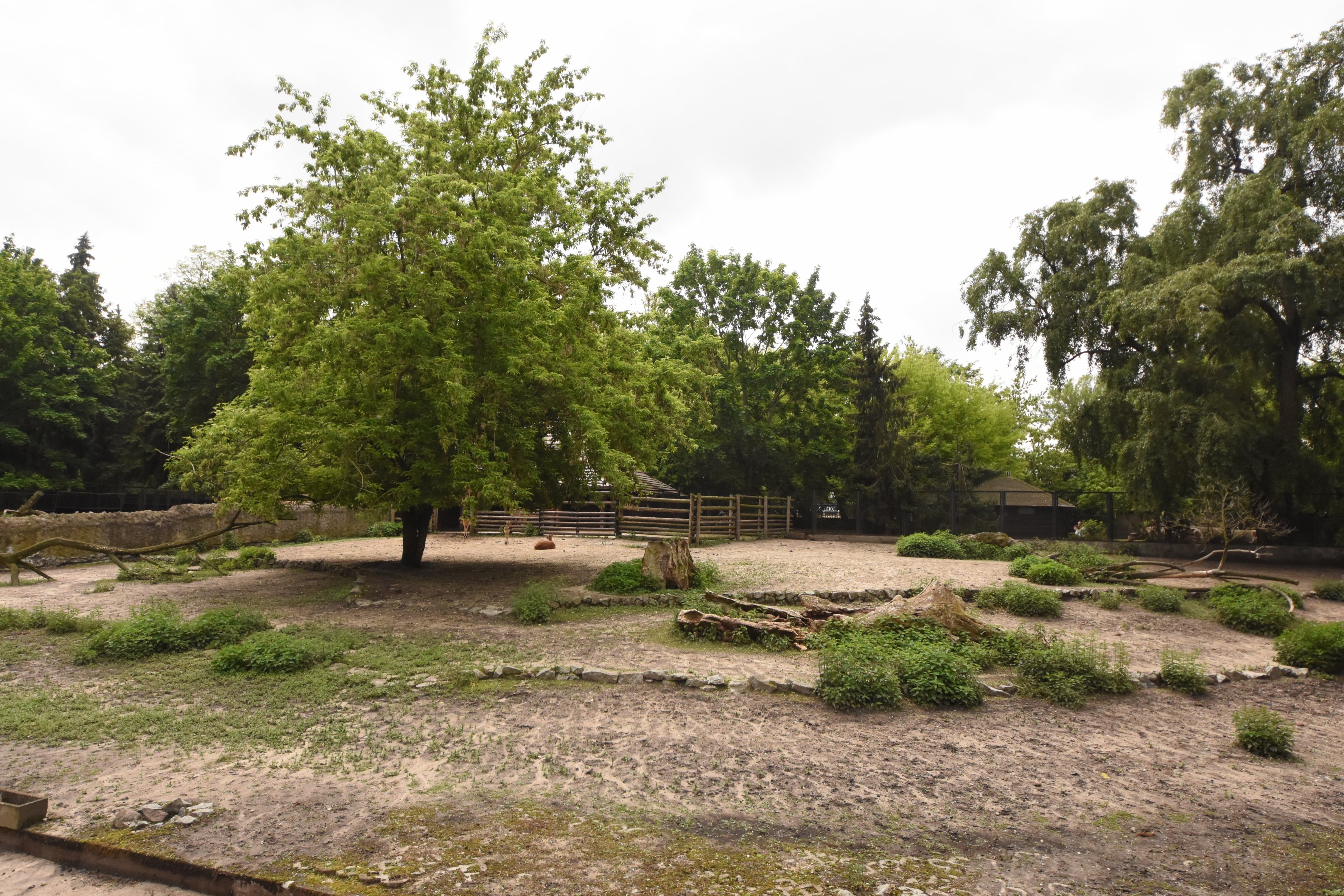 Nile lechwe enclosure