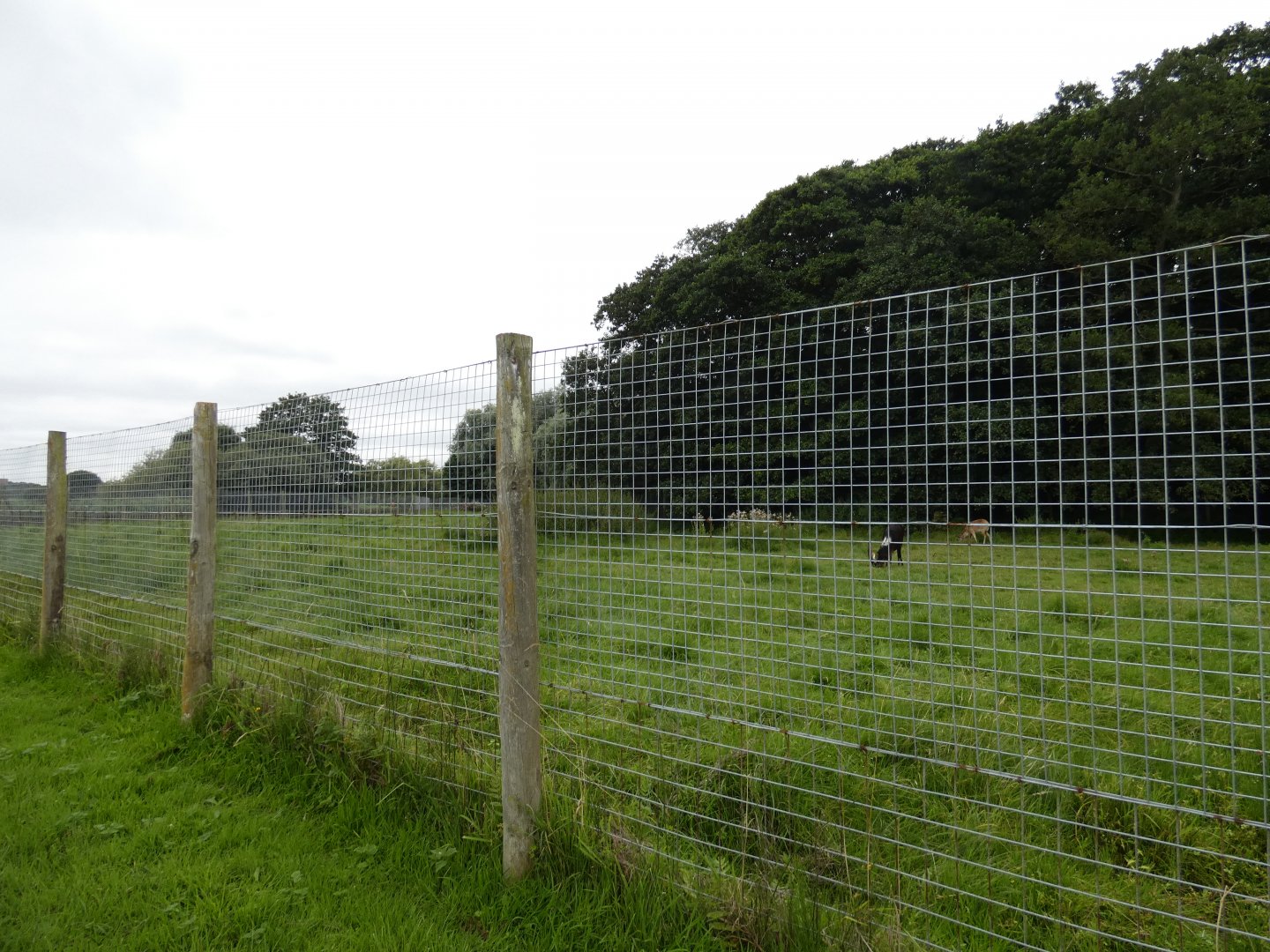 Nile lechwe enclosure