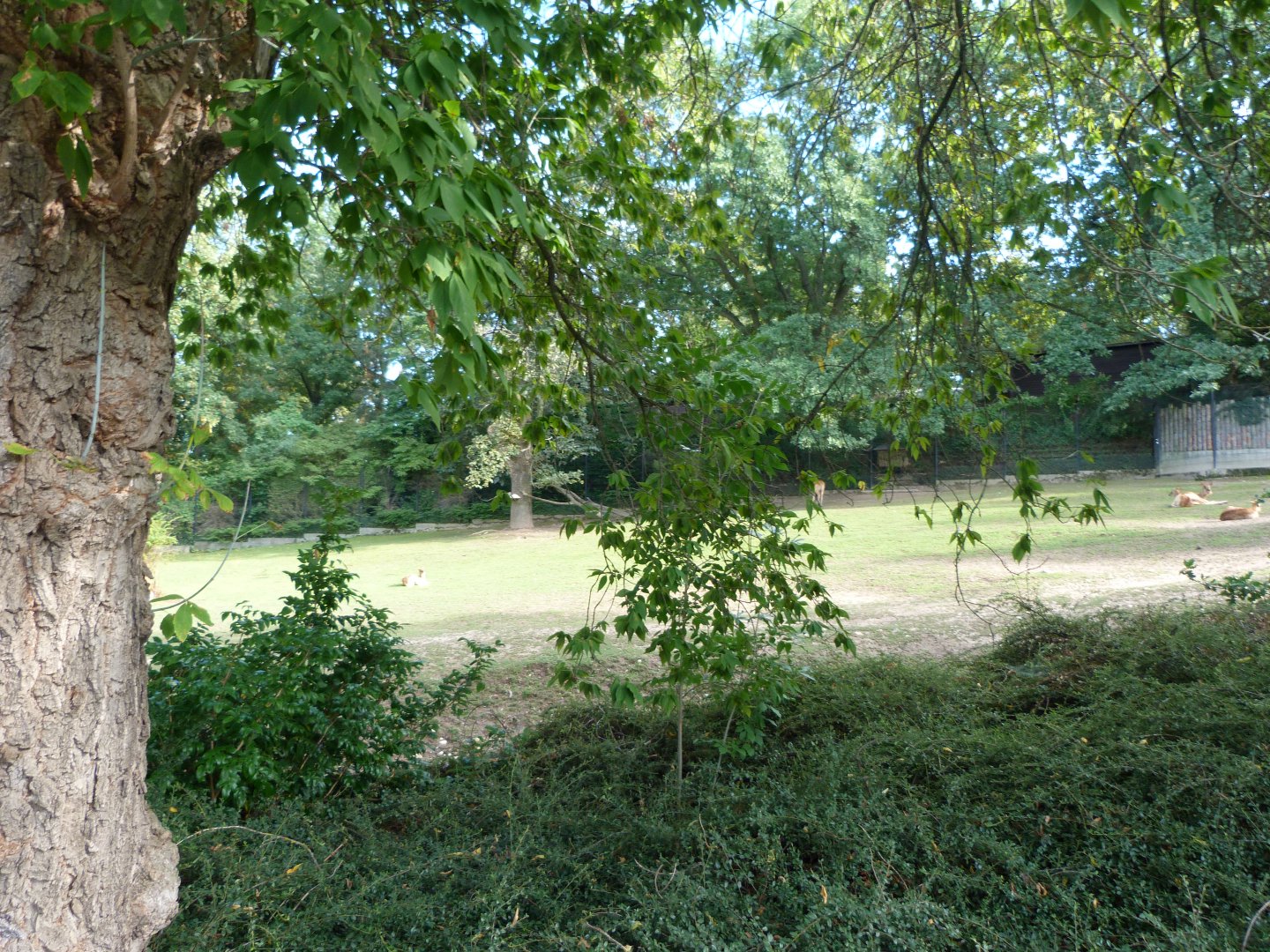 Nile lechwe exhibit -Zoo Praha (2025)