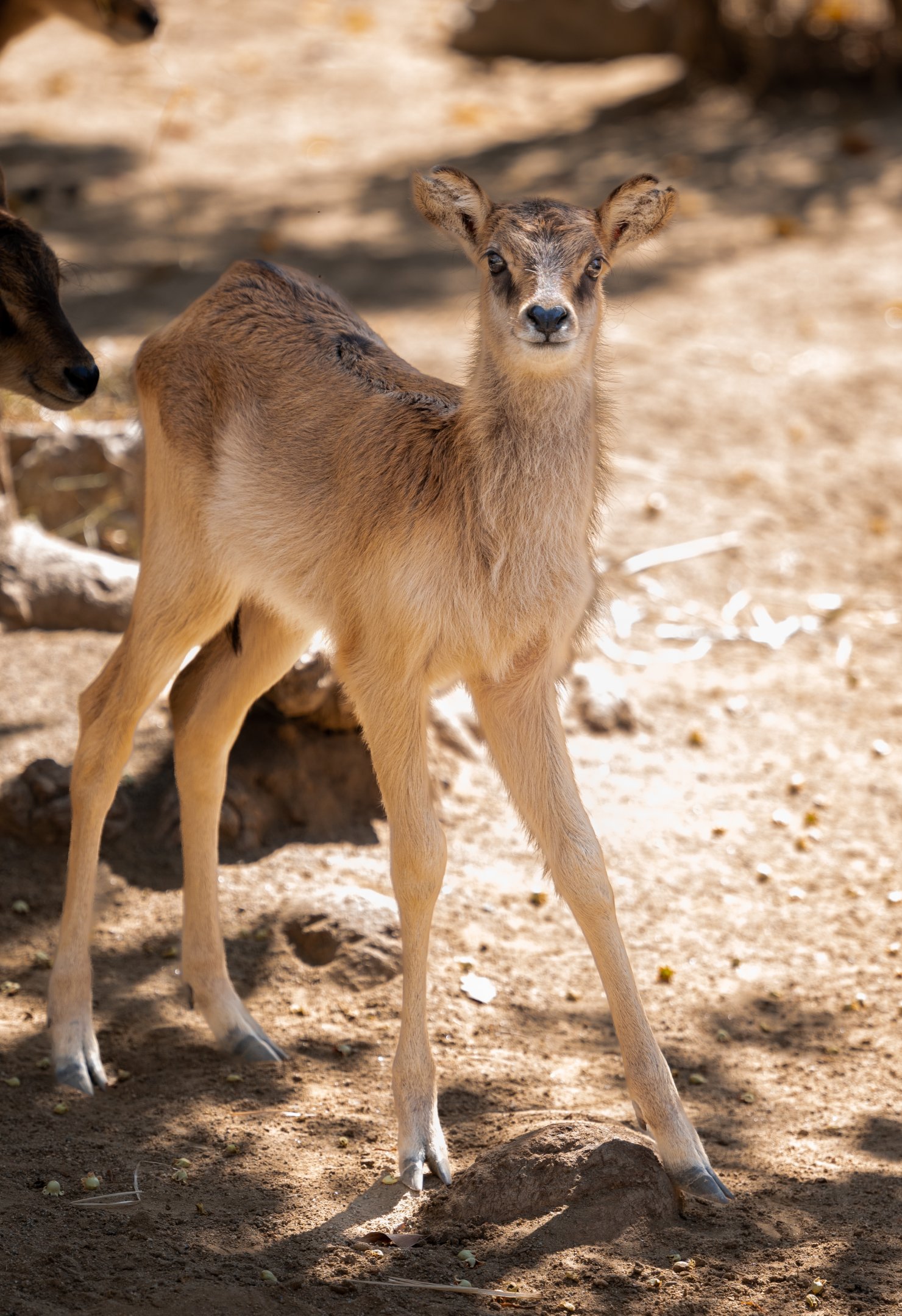 Nile Lechwe fawn