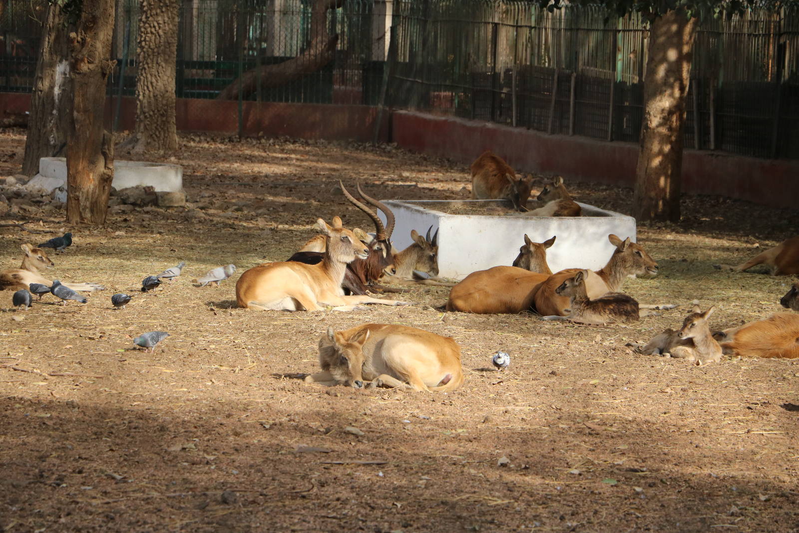 Nile lechwe, February 2016