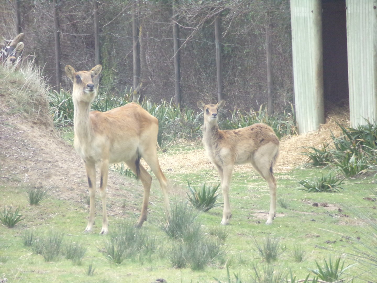 Nile Lechwe female and calf - Réserve Africaine de Sigean (2024)