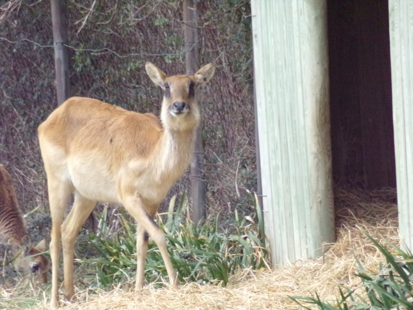 Nile Lechwe female - Réserve Africaine de Sigean (2024)