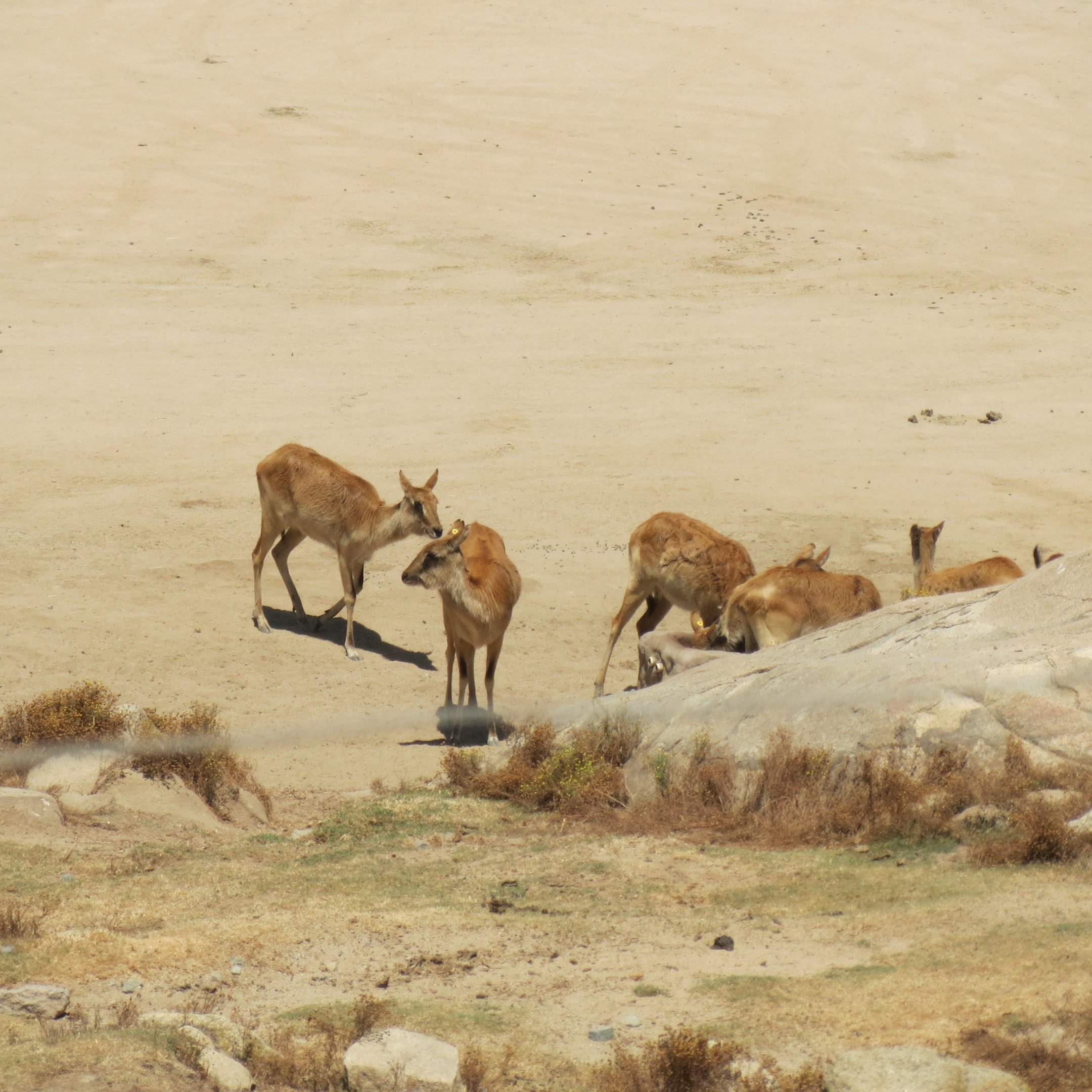 Nile Lechwe (Females)