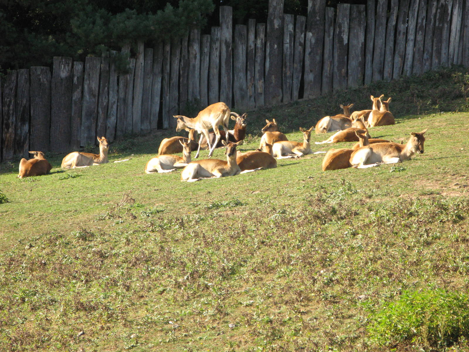 Nile Lechwe herd