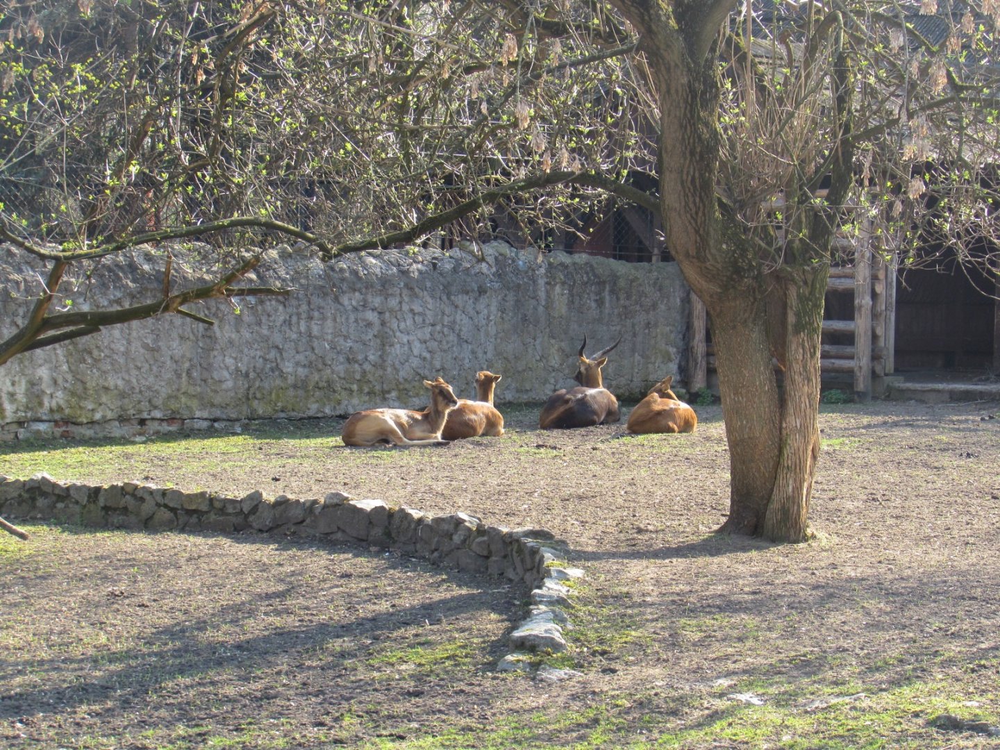 Nile lechwe herd