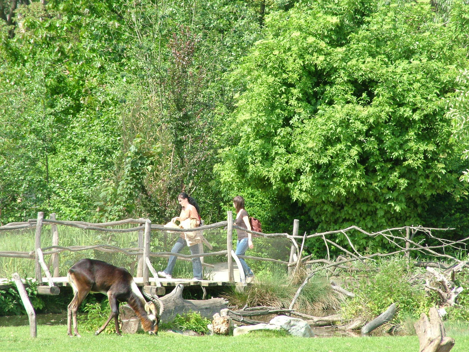 Nile Lechwe in the African Wetlands area at Prague, 24/05/10