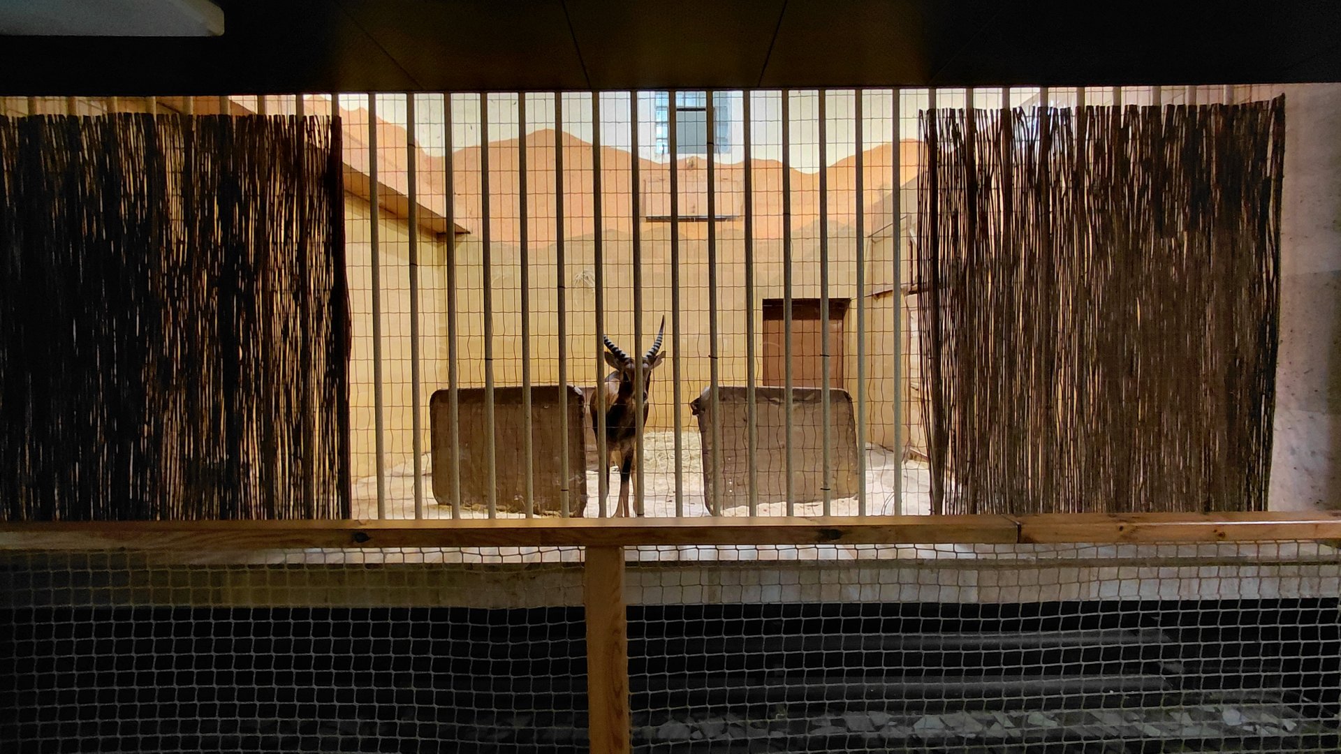 Nile lechwe indoor exhibit
