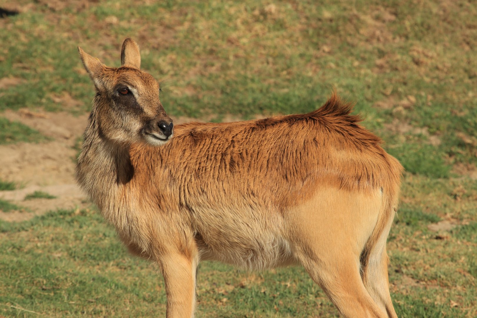 Nile Lechwe (June 2019)