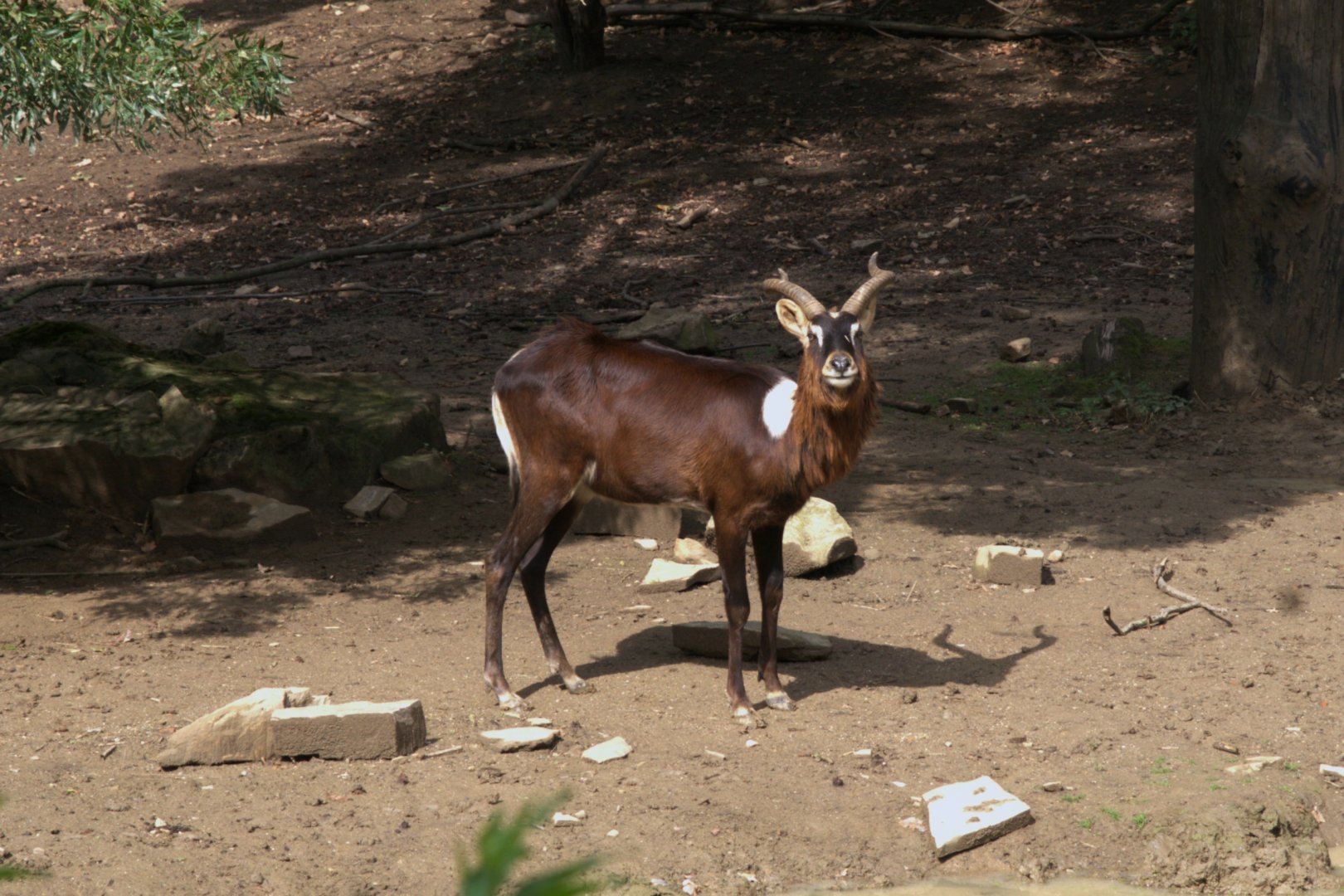 Nile Lechwe (Kobus megaceros), 11-09-25
