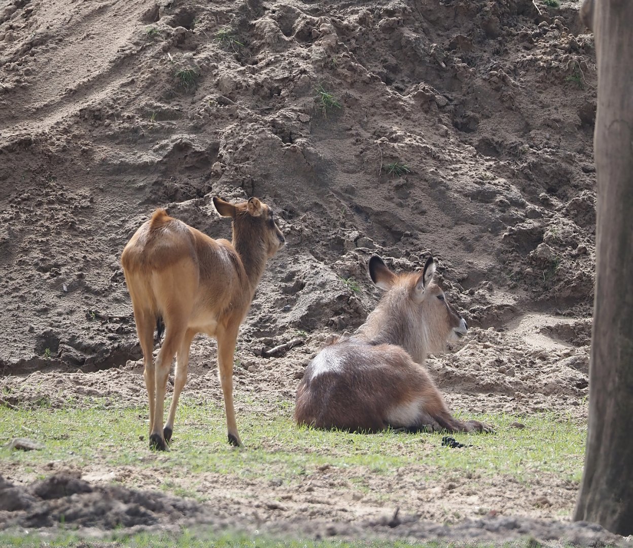 Nile lechwe (Kobus megaceros) and Defassa waterbuck (Kobus ellipsiprymnus defassa), 2024-04-06