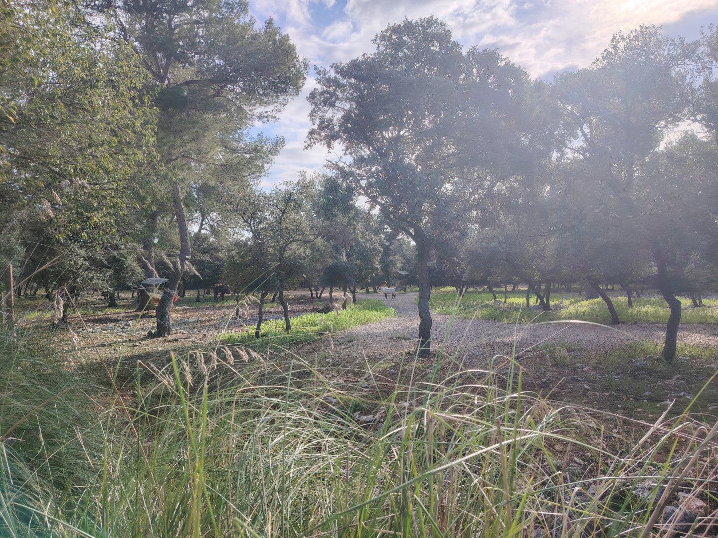 Nile Lechwe (Kobus megaceros) & Arabian Oryx (Oryx leucoryx) Exhibit
