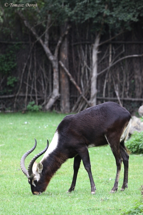 Nile Lechwe (Kobus megaceros)