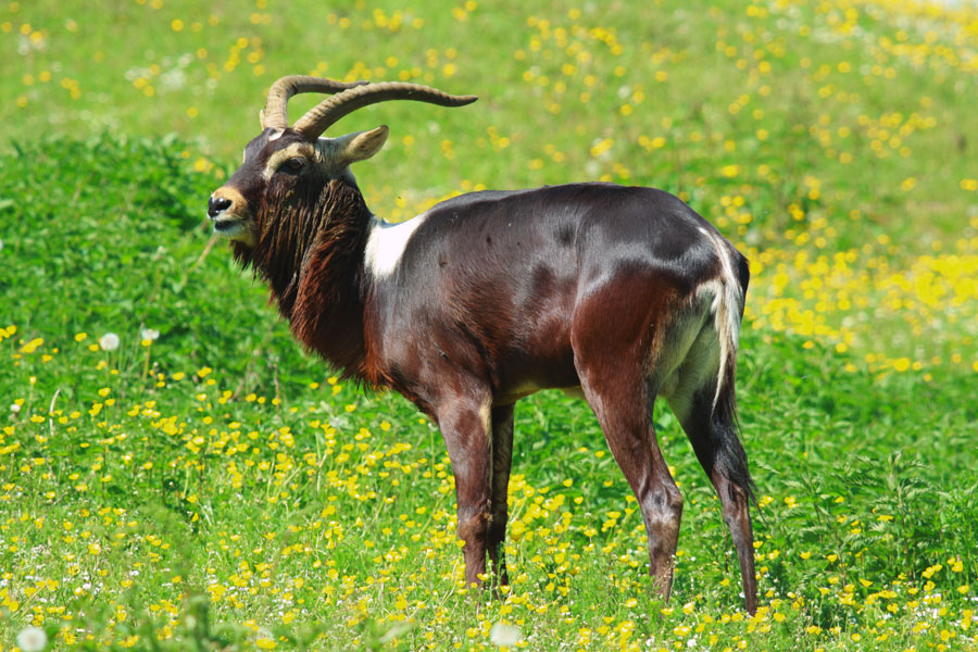 Nile Lechwe (Kobus megaceros)