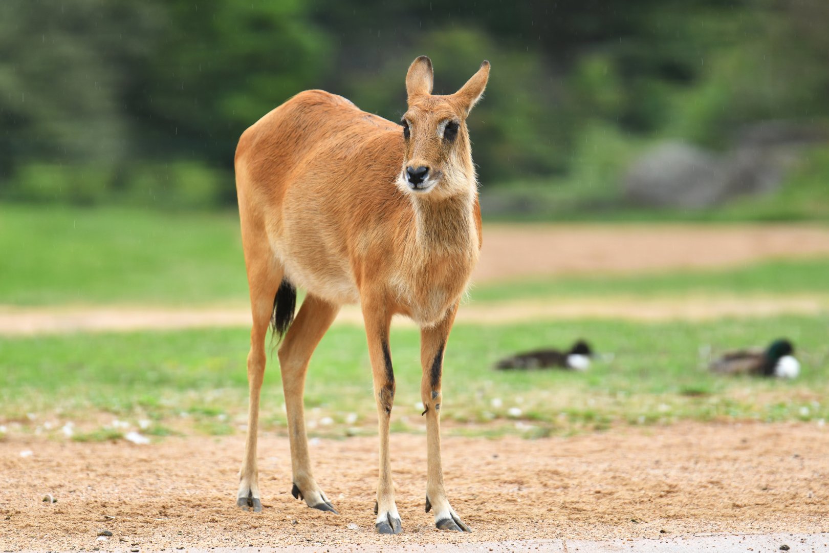 Nile lechwe (Kobus megaceros)